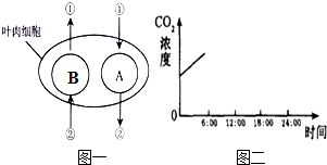 解析西瓜葉肉細胞的生理活動與結構層次
